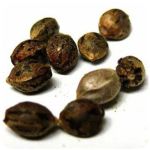 Семена марихуаны АК-47  (Seeds AK-47) в Алапаевске